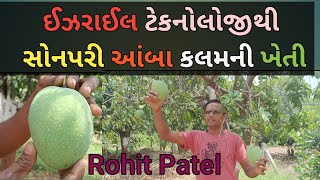 ઈઝરાઈલ ટેકનોલોજીથી સોનપરી આંબા કલમની ખેતી ! Sonpari Mango Farming!