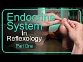 How to Work the Endocrine System in Reflexology - Part 1