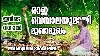 Malampuzha Snake Park |  മലമ്പുഴ പാമ്പ് പുനരധിവാസകേന്ദ്രം |  രാജവെമ്പാല