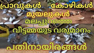 Pigeon farming | Chicken farming | Rabbit farming | Mixed farming വീട്ടമ്മയുടെ കഠിനധ്വാനം #macpmedia