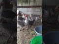 Ayam Kampung Arab #viral #dailyvlog #kresek #ayamarab #ayamkampung