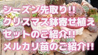 【多肉植物】シーズン先取り!!クリスマス鉢寄せ植えセットのご紹介!!メルカリ苗のご紹介!!【succulent】トロピカルガーデン