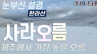 제주도에서 가장 힘들고 높은 사라오름 / 당일치기 한라산 눈꽃여행 / 1m폭설이 만들어낸 가장 아름다운 제주도 설경 / 눈꽃세상