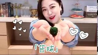 桌上家擺設的文青風小物~綠色苔球DIY~花藝少女心大爆發~