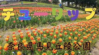 馬見丘陵公園　チューリップ