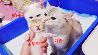 猫妈和女儿合喂五只小奶猫，主人想偷偷撸猫，两个猫妈立刻来阻止