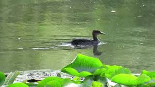 Juvenile merganser