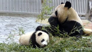 【まわりでわちゃわちゃ✨】🐼良浜ママ＆彩浜🌈💐朝ごはんタイム🎶【親子パンダ】Giant Panda -Rauhin\u0026Saihin-☆breakfast