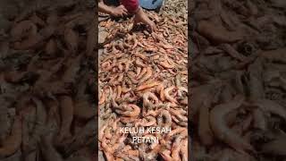 Derita Petani Budidaya Udang #shortBuruhTani