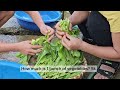 minh received a gift from hung. vien and van anh picked vegetables to sell