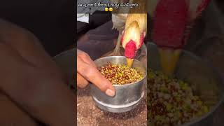 ఈ పుంజు కి రోజు ఒక గుడ్డు🥚 తినిపిస్తారు 😊 #dailyvlogs #middleclassanil #punju #nattukodi