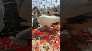 ਨਵੇ ਬੱਚੇ ,New baby pigeons ,2025 #pigeon #babyanimals #kabootar #kabutar #babypigeon #pigeons