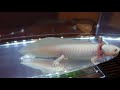 【アホロートル】no.150。4匹目のウーパールーパー。 axolotl