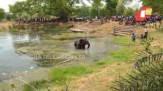 Watch: Sick Elephant stuck in a pond in Odisha gets medical treatment