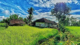 Suasana Pagi di Kampung Yang Tenang || Indah Pemandangan Alam Desanya || Pedesaan Sunda Jawa Barat