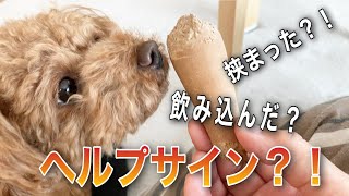 【ヘルプ】口の中の違和感を知らせにきたトイプードル。悩む飼い主と戸惑う犬。