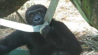 プラ箱で遊ぶリキ(Riki\u0026Plastics box) ハオコのゴリラ家族 Ueno Zoo Gorilla ”Haoko family” 【243】2020.08.04