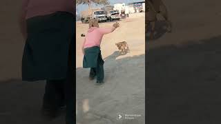 prank with dog of fake wolf video 46 #shorts #viral #funny #comedy
