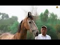 marwari horse ii lucky stud farm ii peerkamaria ii mann horse photography