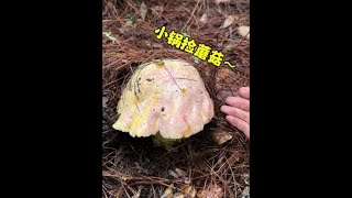 #牛肝菌 #云南野生菌 #大自然的馈赠 #捡菌子的乐趣来了 #小锅捡蘑菇