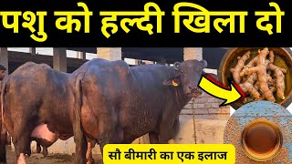 गाय भैंस को हल्दी के हैरान कर देने वाले फायदे जान लो।Haldi use in cow buffalo