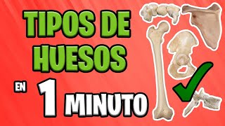 ✅ TIPOS DE HUESOS en 1 MINUTO 😱