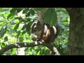 可愛いリスがくるみを食べる・井の頭公園