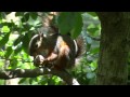 可愛いリスがくるみを食べる・井の頭公園