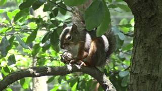 可愛いリスがくるみを食べる・井の頭公園