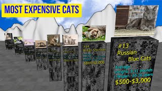 The most expensive cats in 2022
