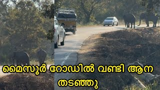 മൈസൂർ ബന്ദിപ്പൂർ റൂട്ടിൽ ആനകൾ വണ്ടികൾ തടഞ്ഞു Elephants came out onto the road