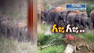 Elephants Create Wreaks Havoc in Palamaner of Chittoor Dist