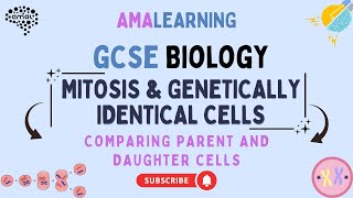 GCSE Biology - Understanding Mitosis and Genetically Identical Cells