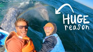 WHY YOU MUST VISIT BAJA MEXICO 🐋 (a van life vlog)