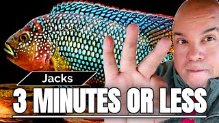 🟢 HOW TO KEEP JACK DEMPSEY CICHLIDS IN THREE MINUTES OR LESS