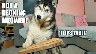 Husky Reviews Cat Food! It Makes Him Crazy!