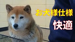 【207】お犬様仕様で快適移動