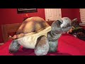 wild republic desert tortoise 🐢 toy review