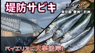 豊洲ぐるり公園 若洲海浜公園でマイワシがサビキ釣りで大漁！