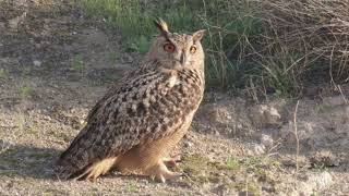 אוח עיטי מוטרד על ידי עורבים 09.02.2022 - Eagle Owl pestered by crows