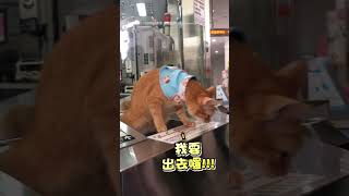 【可愛貓咪】高捷蜜柑站長「翹班」被抓包🐱｜貓咪｜高雄捷運｜蜜柑