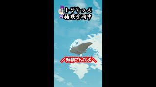 トゲキッス捕獲奮闘中-白い悪魔-ポケモンレジェンズアルセウス#Shorts