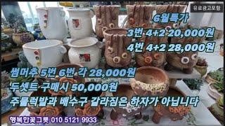 💥6월특가4+2💥맑고깨끗한💥#백자화분#행복추#썸머추 올가을준비하세요