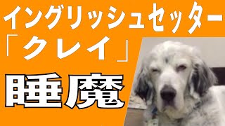 イングリッシュセッター / クー / 眠たい犬　1