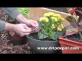 How to Install a Drip Irrigation System for Small Container Garden