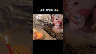 고양이 생일파티#shorts #고양이 #고양이생일 #고양이생일파티