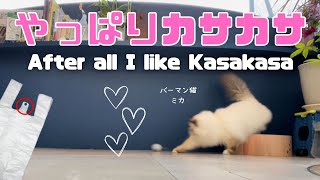 バーマン猫ミカ【やっぱりカサカサ】After all I like Kasakasa（バーマン猫）Birman/Cat