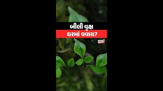 Bel Tree : બીલી વૃક્ષ ઘરમાં વવાય? | Gujarat First