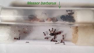 Crematogaster scutellaris VS Messor barbarus | Porównanie rozmiaru