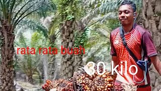 rata rata 30 kilo